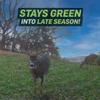 Hale Habitat & Seed Perennial Clover, Alfalfa, & Chicory Food Plot Seed Mix  Deer Attractant & Wildlife Forage Blend  High Protein Year-Round Plot  Covers Up to 1/2 Acre view 4