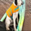 Pelican Dog Traction Pad - 21.25 x 15.31 x 1.96 in - Good Grip - EVA Foams - Strong and Durable - Can Be Adjust for a More Custom Fit view 4