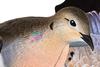Avian-X PowerFlight Spinning Wing Dove Life-Size Motion Decoy - Durable Weather-Resistant Realistic Lifelike Hunting Decoy with Mounting Stake & Carry Bag Included view 3