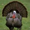 Haydel's Game Calls Inc. TF-07 Turkey Flute, Turkey Call for Hunting view 3