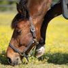 HORZE Adepto Adjustable Horse Halter | Soft, Durable Polyester - Dark Navy - Pony view 4