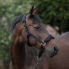 HORZE Graz Fleece Padded Halter - Black - Horse view 3