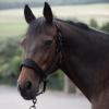 HORZE Graz Fleece Padded Halter - Black - Horse view 4