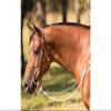 Downunder Horsemanship Performance Horse Loop Reins (White) view 1