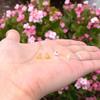 1 Pair Adabele Real 18K Yellow Gold Plated 925 Sterling Silver Hypoallergenic Stud Earrings Dainty Small Tiny Triangle Delta Ear Studs for Women Birthday Gift SSE91-2 view 4
