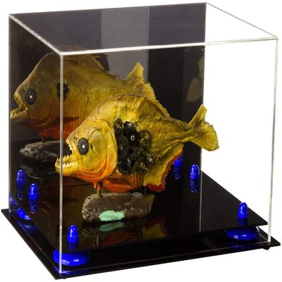 Better Display Cases Versatile Acrylic Display Case - Medium Rectangle Box with Mirror, Dark Blue Risers and Black Base 12" x 8.25" x 8" (V41/A004)