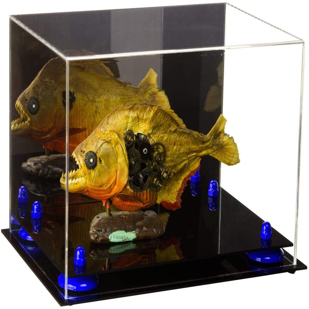 Better Display Cases Versatile Acrylic Display Case - Medium Rectangle Box with Mirror, Dark Blue Risers and Black Base 12" x 8.25" x 8" (V41/A004)