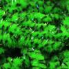 Hareline Fly Tying UV Mottled Galaxy Mop Chenille-Fl Green view 1