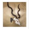 Skull Hooker Big Hooker Powder-Coated Steel Short Arm Trophy Mount - Perfect for Hanging and Mounting Larger Species - Bison, Cape Buffalo and Smaller Elk, Graphite Black view 2