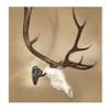 Skull Hooker Big Hooker Powder-Coated Steel Short Arm Trophy Mount - Perfect for Hanging and Mounting Larger Species - Bison, Cape Buffalo and Smaller Elk, Graphite Black view 4
