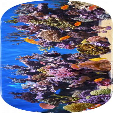 MINI LOGO 255/K-20 DECK 7.5 FISH TANK