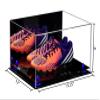 Better Display Cases Acrylic Shoe Display Case - Large Rectangle Box with Mirror Case, Dark Blue Risers and Black Base 15.25" x 12" x 8" (A026/V12) view 2