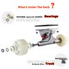 WHOME Skateboards for Adults/Kids Teens/Girl Beginner/Boy - 31"x8" Pro Standard Skateboard Complete 8-ply Alpine Maple Deck ABEC-9 Bearings with T-Tool view 3