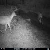 Cuddeback Cuddelink 3 Long Range IR Cameras L Series 3 16GB SD Cards New view 4