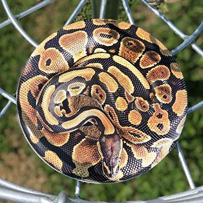 Discraft ESP Buzzz Supercolor Midrange Disc Golf Disc - Custom Design Discraft Discs - Straight Flying and Great for All Skill Levels - Free Mini Marker Included - Snake