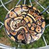 Discraft ESP Buzzz Supercolor Midrange Disc Golf Disc - Custom Design Discraft Discs - Straight Flying and Great for All Skill Levels - Free Mini Marker Included - Snake view 1