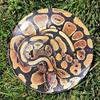 Discraft ESP Buzzz Supercolor Midrange Disc Golf Disc - Custom Design Discraft Discs - Straight Flying and Great for All Skill Levels - Free Mini Marker Included - Snake view 2