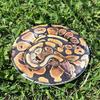 Discraft ESP Buzzz Supercolor Midrange Disc Golf Disc - Custom Design Discraft Discs - Straight Flying and Great for All Skill Levels - Free Mini Marker Included - Snake view 3