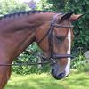 KL Select Black Oak Black Oak Laurel Bridle - Horse Size view 1