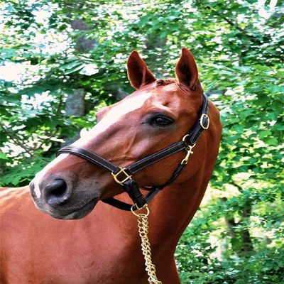 KL Select Black Oak Willow Halter Brown - Horse Size