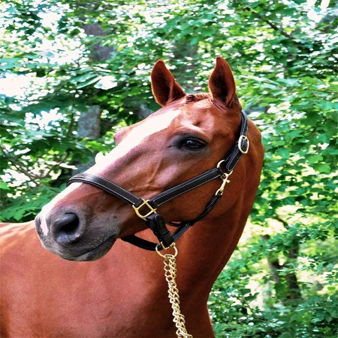 KL Select Black Oak Willow Halter Brown - Horse Size