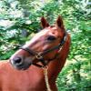 KL Select Black Oak Willow Halter Brown - Horse Size view 1