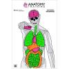 24 Pcs, 23"x35" Anatomy Training Target view 1