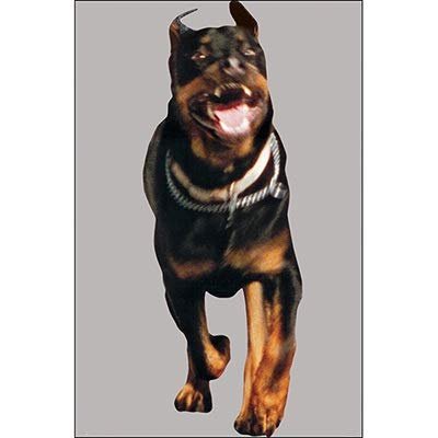 48 Pcs, 24" x 34" Rottweiler Dog Split Second Target