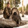 Native by Carlton, Native Brand Game Calls, RIPIT Turkey Call, 600 view 4