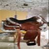 Leather Ride Western Saddle Fully Tooled Youth/Kids Saddle with Silver Corner and Canchos view 2