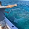 Ballyhoo Bait Net - Collapsible Hoop Net - Folds for Easy Storage view 2