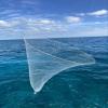 Ballyhoo Bait Net - Collapsible Hoop Net - Folds for Easy Storage view 3
