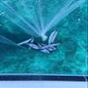 Ballyhoo Bait Net - Collapsible Hoop Net - Folds for Easy Storage view 4