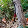 AF Archery Turkish Recurve Bow, 50" High-Performance Traditional Laminated Hunting Horse Bow for Adults Youth Beginners Enthusiasts and Hunting (Black Turkish, 35LBS) view 3