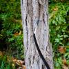 AF Archery Turkish Recurve Bow, 50" High-Performance Traditional Laminated Hunting Horse Bow for Adults Youth Beginners Enthusiasts and Hunting (Black Turkish, 35LBS) view 4
