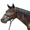 Cashel Flat Braid Halter and Leadrope, Black view 1