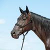 Cashel Flat Braid Halter and Leadrope, Black view 2