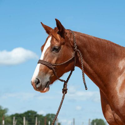 Cashel Flat Braid Halter and Leadrope, Brown