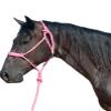 Cashel Flat Braid Halter and Leadrope, Pink view 1