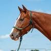 Cashel Camo Braided Rope Nose Halter Greencamo Horse view 1