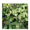 GERYUXA camo nets Sunshade Camouflage Netting Camo Net Sunscreen Nets for Sunshade Woodland Camouflage Netting Desert Camo Net Garden Sunshade (Size:2x4m(6.5x13ft),Color:Green) view 1