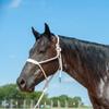 Cashel Flat Braid Halter and Leadrope, White view 1