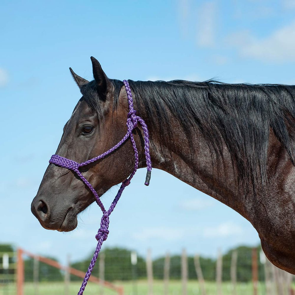 Cashel Flat Braid Halter and Leadrope, Purple