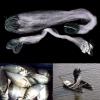 Bclla Zkenyao-net Fishing Monofilament Fishing Gill Network with Float, 1 Layers Fishing Net 20m, (Color : 70cm Wide) view 3