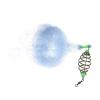 Bclla Zkenyao-net Fishing 1PCS, Copper Spring Shoal Fishing Net, Luminous Beads Ball Bearing Solid Ring Connector Swivel Fishing Tool, (Color : 6x6cm) view 1