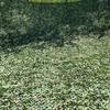 ASDQWER Camouflage Netting,Woodland Blinds,Ghillie Net,Camo Netting Camouflage Net Blind for Hunting Blinds Great for Sunshade Decoration Sun Shade Party Camping Outdoor,4 * 5m(13.12 * 16.4ft) view 2