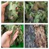 ASDQWER Camouflage Netting,Woodland Blinds,Ghillie Net,Camo Netting Camouflage Net Blind for Hunting Blinds Great for Sunshade Decoration Sun Shade Party Camping Outdoor,4 * 5m(13.12 * 16.4ft) view 3
