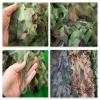 ASDQWER Camouflage Netting,Woodland Blinds,Ghillie Net,Camo Netting Camouflage Net Blind for Hunting Blinds Great for Sunshade Decoration Sun Shade Party Camping Outdoor,3 * 4m(9.84 * 13.12ft) view 3