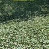 ASDQWER Camouflage Netting,Woodland Blinds,Ghillie Net,Camo Netting Camouflage Net Blind for Hunting Blinds Great for Sunshade Decoration Sun Shade Party Camping Outdoor,3 * 10m(9.84 * 32.81ft) view 2
