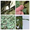 ASDQWER Hunting Blind, Camo Netting, Camouflage Net,Camo Net Camouflage Netting Burlap Camouflage Nets Military Blind for Deer Stand, Party Supplies Decorations,15 * 15(49.21 * 49.21ft) view 2